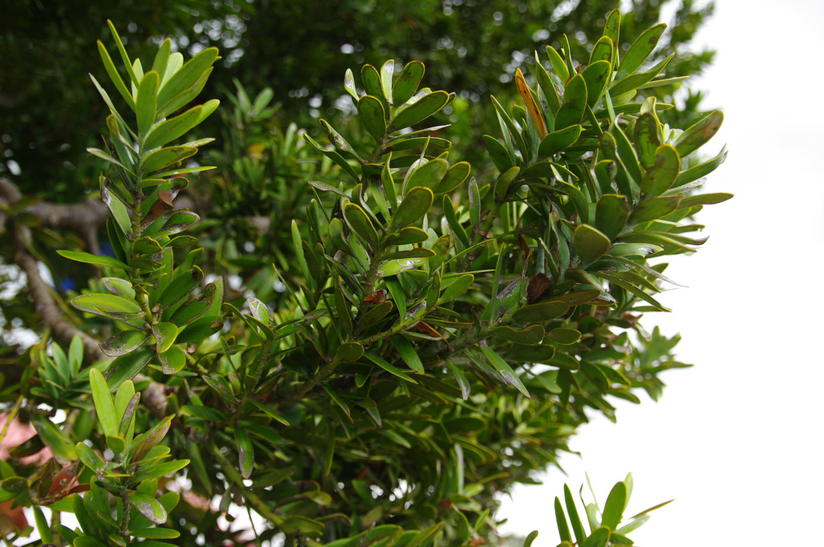 NZ Kauri Tree